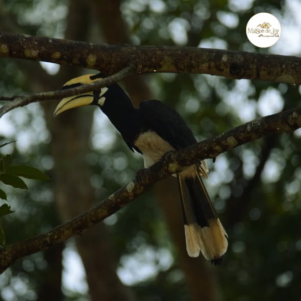 hornbills-at-maison-de-joy-02