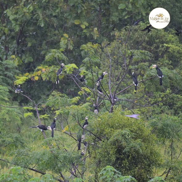 hornbills-at-maison-de-joy-03